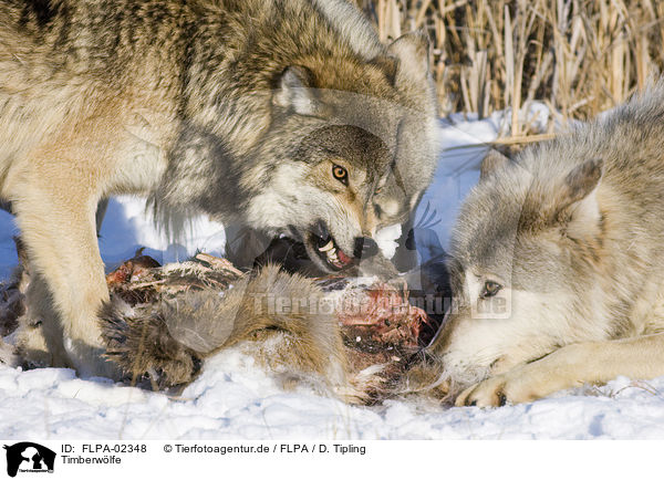 Timberwlfe / Eastern timber wolves / FLPA-02348