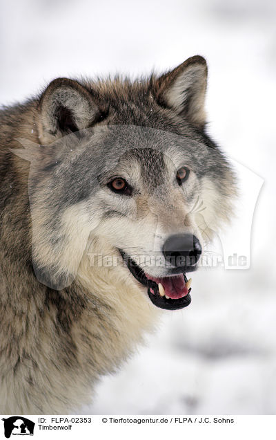 Timberwolf / FLPA-02353