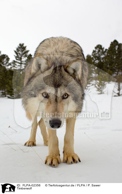 Timberwolf / FLPA-02356