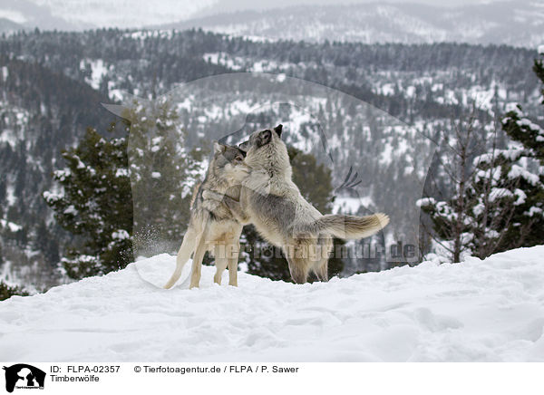 Timberwlfe / FLPA-02357