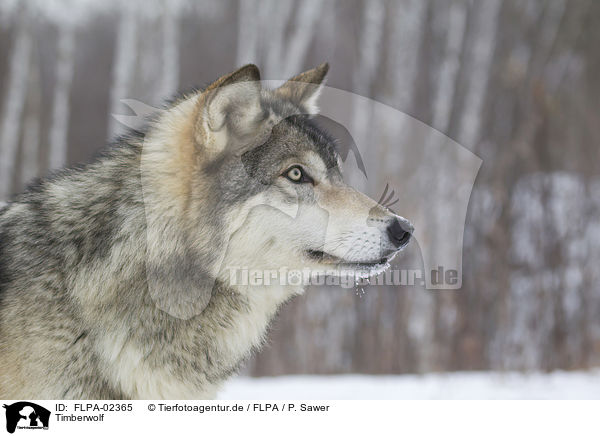 Timberwolf / FLPA-02365