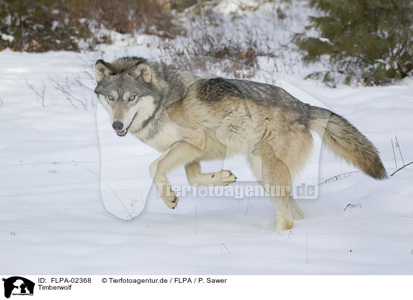 Timberwolf / FLPA-02368