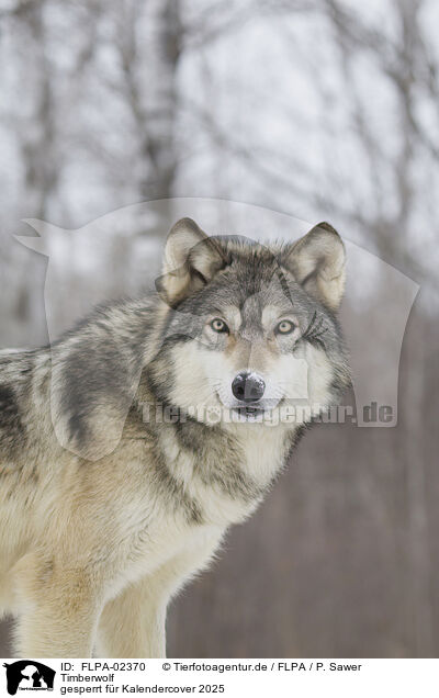 Timberwolf / FLPA-02370