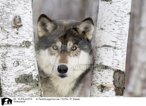 Timberwolf / Eastern timber wolf / FLPA-02374