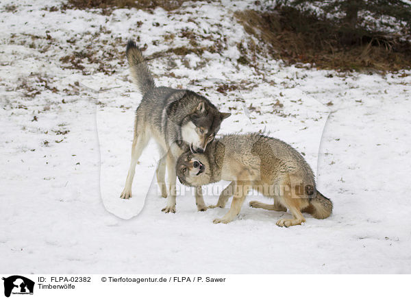 Timberwlfe / Eastern timber wolves / FLPA-02382