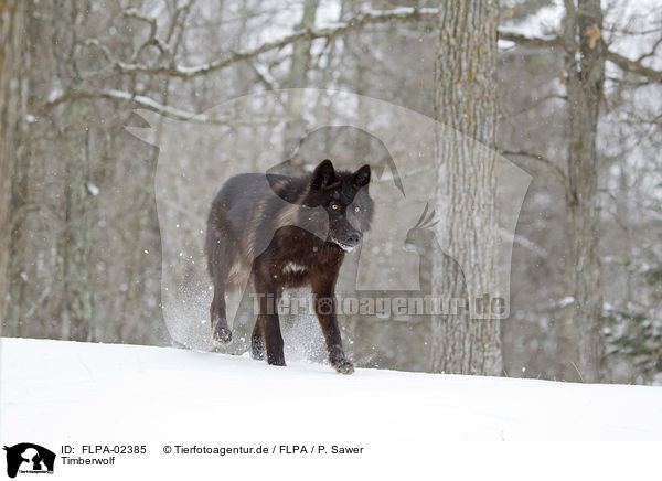 Timberwolf / Eastern timber wolf / FLPA-02385