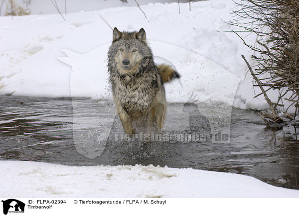 Timberwolf / Eastern timber wolf / FLPA-02394