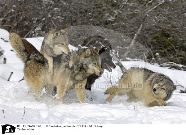 Timberwlfe / FLPA-02398