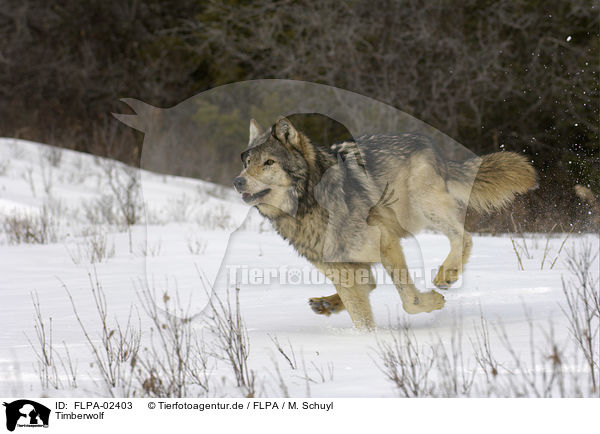 Timberwolf / FLPA-02403