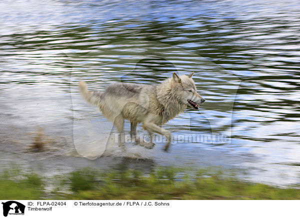 Timberwolf / FLPA-02404
