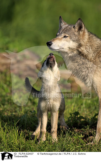 Timberwlfe / Eastern timber wolves / FLPA-02407