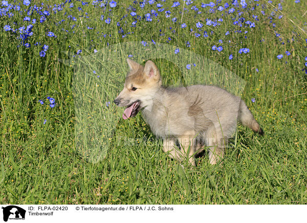 Timberwolf / FLPA-02420