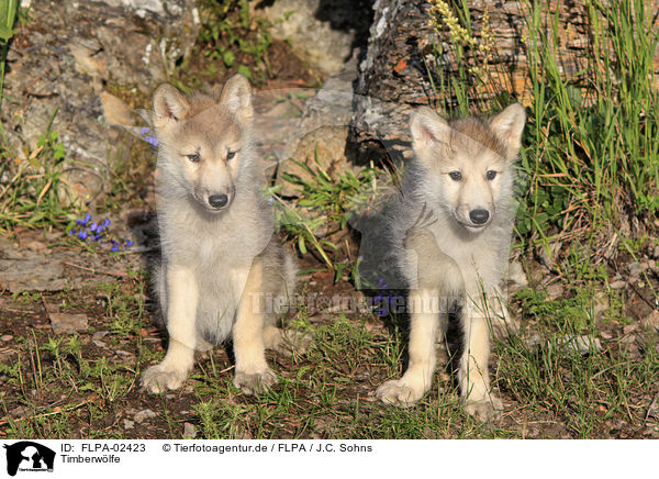Timberw�lfe / FLPA-02423
