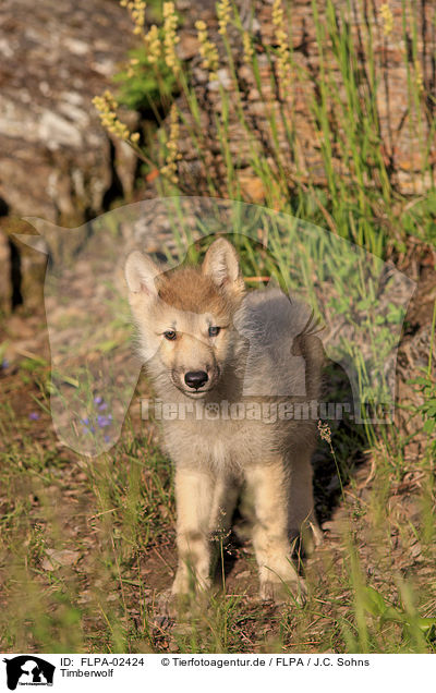 Timberwolf / Eastern timber wolf / FLPA-02424