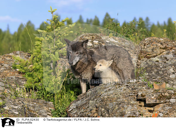 Timberw�lfe / FLPA-02430