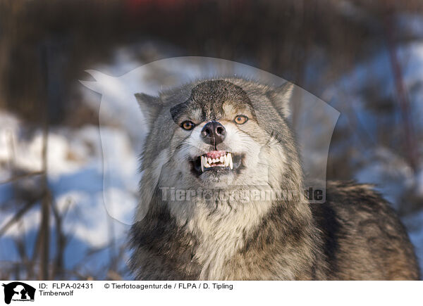 Timberwolf / Eastern timber wolf / FLPA-02431
