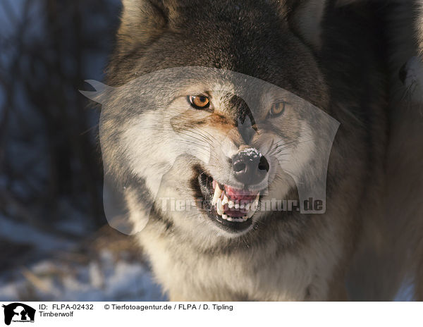 Timberwolf / Eastern timber wolf / FLPA-02432