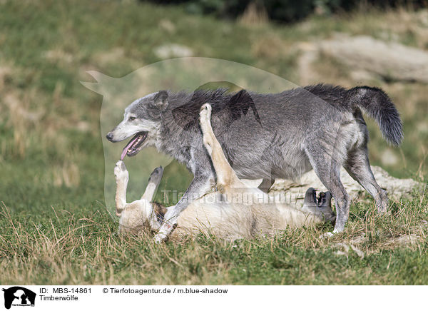 Timberwlfe / Eastern timber wolves / MBS-14861