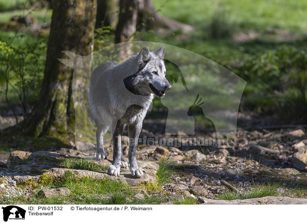 Timberwolf / PW-01532