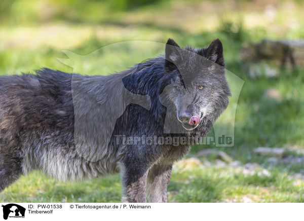 Timberwolf / PW-01538