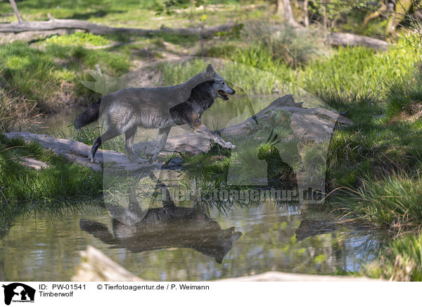 Timberwolf / eastern wolf / PW-01541
