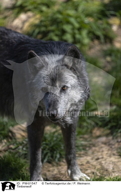 Timberwolf / PW-01547