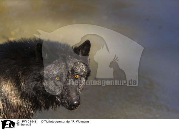 Timberwolf / PW-01548