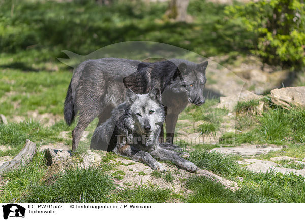 Timberwlfe / PW-01552