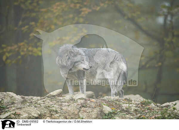 Timberwolf / DMS-09562