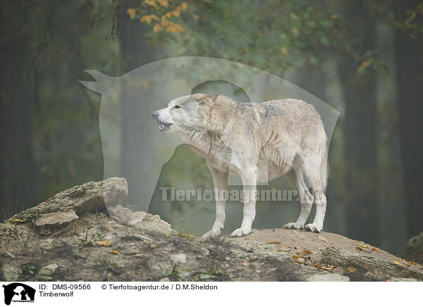 Timberwolf / eastern wolf / DMS-09566