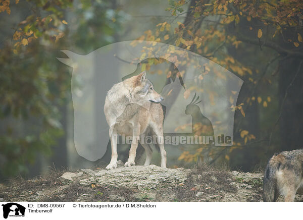 Timberwolf / DMS-09567