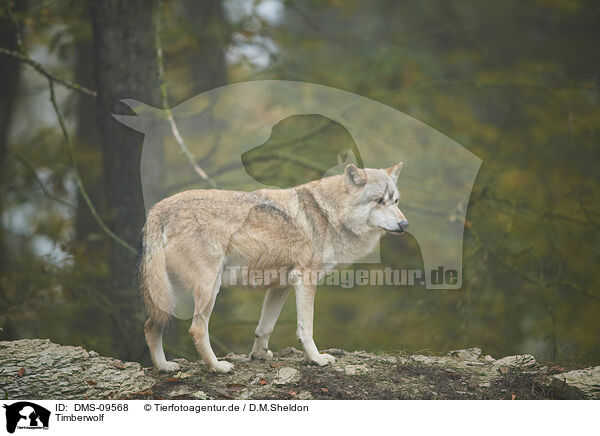 Timberwolf / eastern wolf / DMS-09568