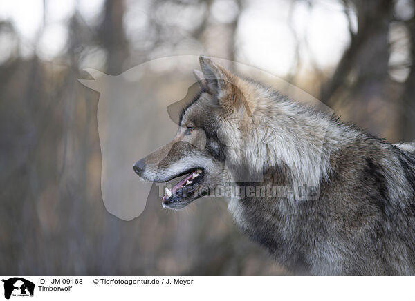 Timberwolf / eastern timber wolf / JM-09168