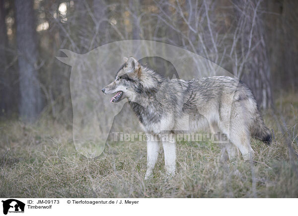 Timberwolf / eastern timber wolf / JM-09173