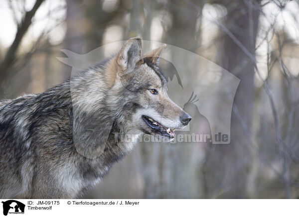 Timberwolf / JM-09175
