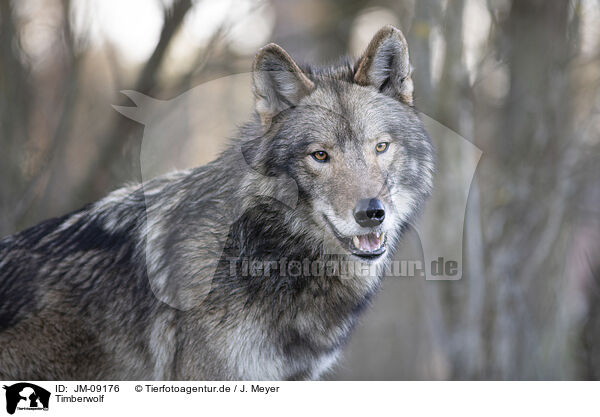 Timberwolf / JM-09176