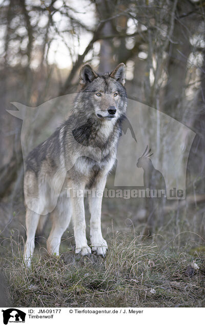 Timberwolf / eastern timber wolf / JM-09177