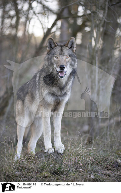 Timberwolf / eastern timber wolf / JM-09178