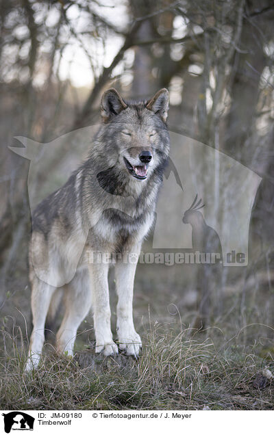 Timberwolf / eastern timber wolf / JM-09180