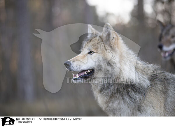 Timberwlfe / eastern timber wolves / JM-09181
