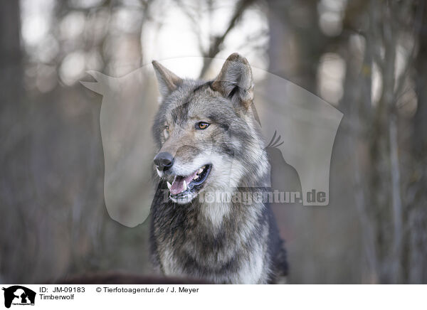 Timberwolf / eastern timber wolf / JM-09183