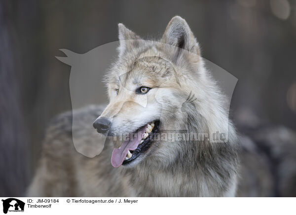 Timberwolf / eastern timber wolf / JM-09184