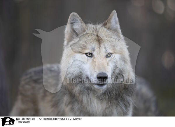 Timberwolf / eastern timber wolf / JM-09185