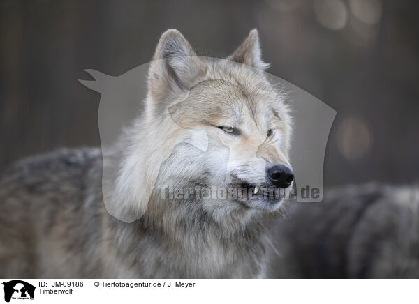 Timberwolf / eastern timber wolf / JM-09186