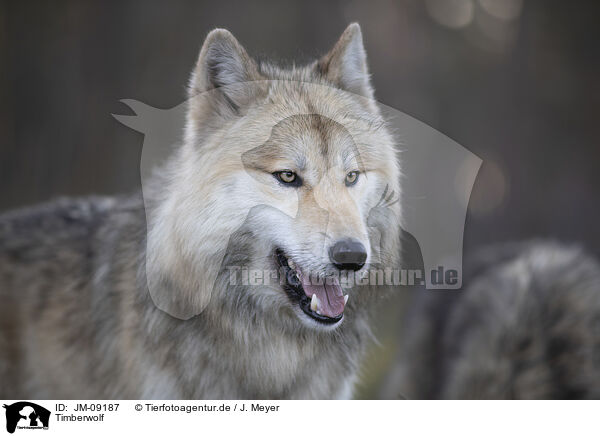 Timberwolf / eastern timber wolf / JM-09187