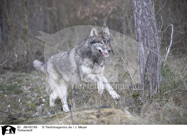 Timberwolf / eastern timber wolf / JM-09188