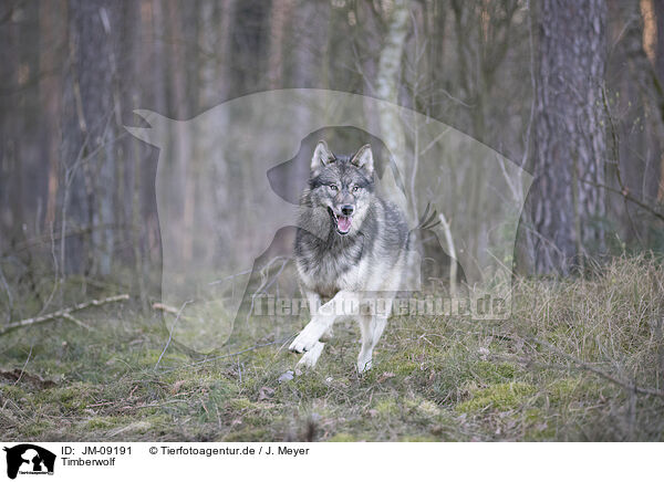 Timberwolf / eastern timber wolf / JM-09191