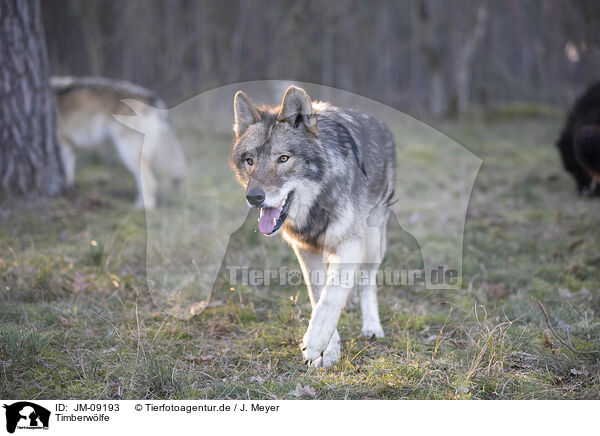 Timberwlfe / eastern timber wolves / JM-09193