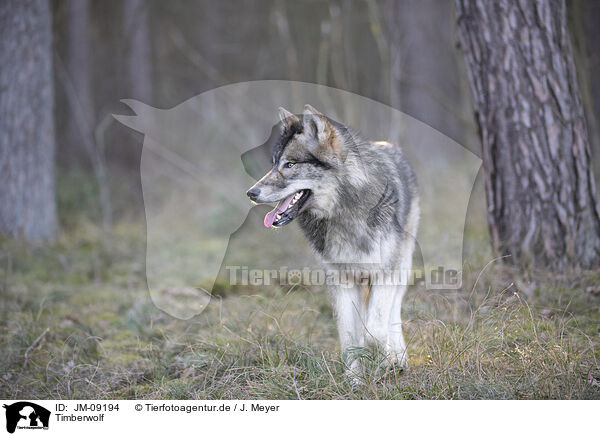 Timberwolf / eastern timber wolf / JM-09194