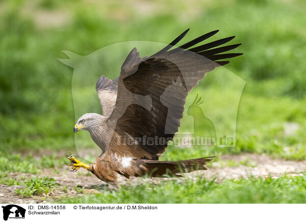 Schwarzmilan / black kite / DMS-14558